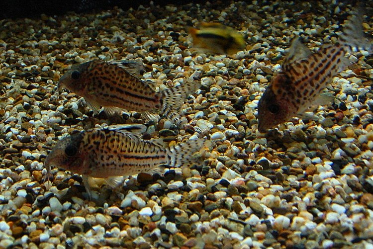 Corydoras incolicana